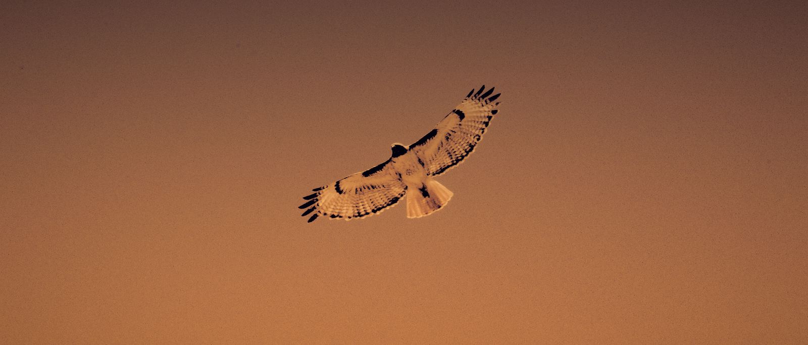 A red-tailed hawk soaring against an open dawn sky