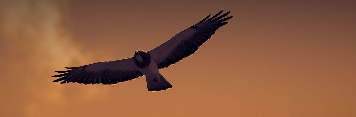 A hawk with wings fully spread, high in a dawn sky
